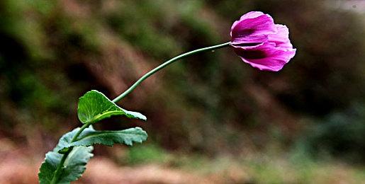 托尼霍克加吸血鬼幸存者 动作射击肉鸽游戏《末日摩托》现已开放试玩Demo